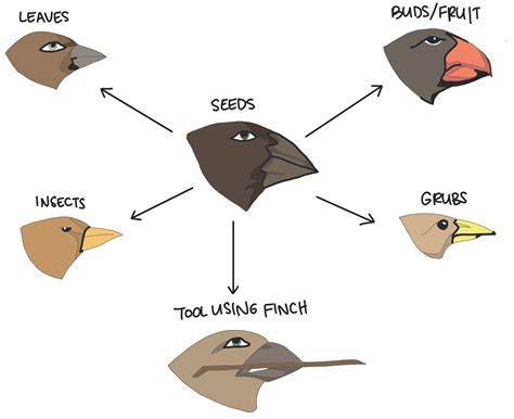 Birds Beaks Adaptations