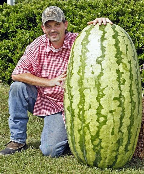 Egrow 30Pcs Giant Watermelon Seeds Black Tyrant King Super Sweet ...