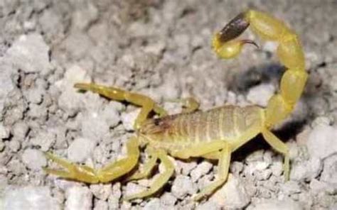 Deathstalker Scorpion - Wildlife Facts