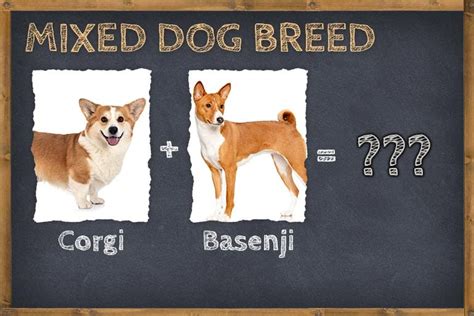 Corgi Basenji Mix (Corsengi) Info, Pictures, & Facts | ZooAwesome