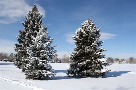 Pine Trees in the Snow Picture | Free Photograph | Photos Public Domain