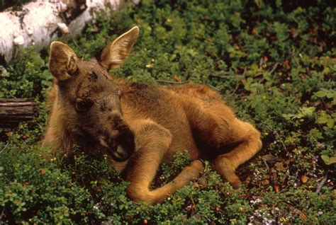 The Nature of the Beast (according to Susan McCarthy): Moose