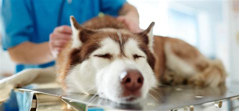 Acepromazine for Dogs: Risks & CBD Options - Bailey's | Bailey's CBD