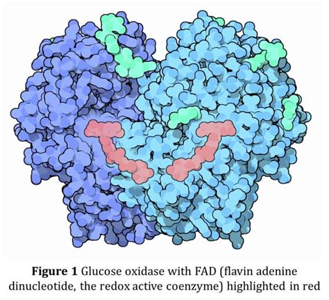 The Life-Preserving Power of an Enzyme and the Oxidation Reaction ...