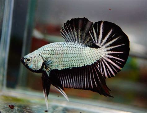 Ikan Cupang Dragon Black - Jenis Ikan Cupang