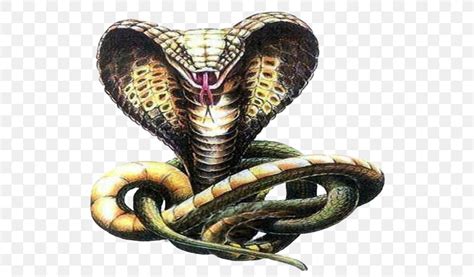 Snakes Indian Cobra Drawing Sketch, PNG, 536x480px, Snakes, Cobra ...