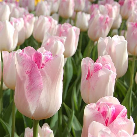 Tulip 'Infinity' | White Flower Farm