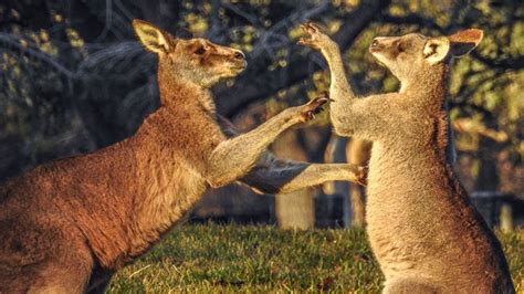 Do Kangaroos Really Box? | HowStuffWorks