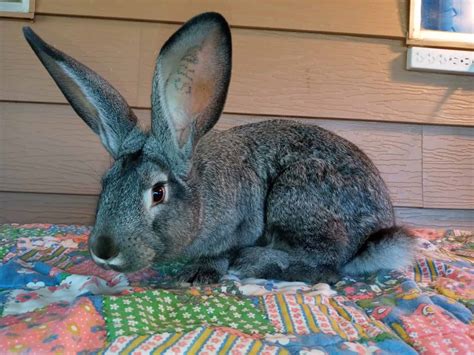 Flemish Giant Rabbit Colors: Rarest to Most Common - A-Z Animals