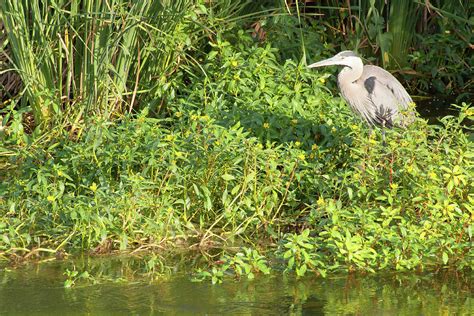 Los Angeles River Wildlife - Great Blue Heron Photograph by Ram Vasudev ...