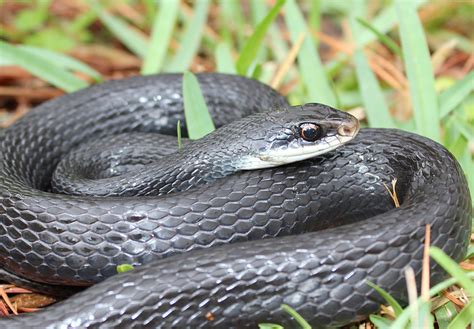 Dusky Pygmy Rattlesnake – Florida Snake ID Guide