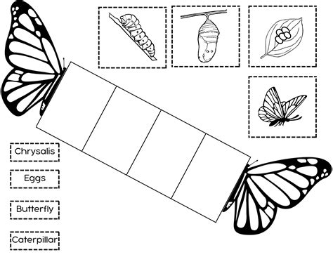 Butterfly Life Cycle | Butterfly life cycle foldable, Butterfly life cycle craft, Butterfly life ...