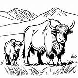 Yak Family grazing coloring Page In 2024  Coloring Pages Color sketch template