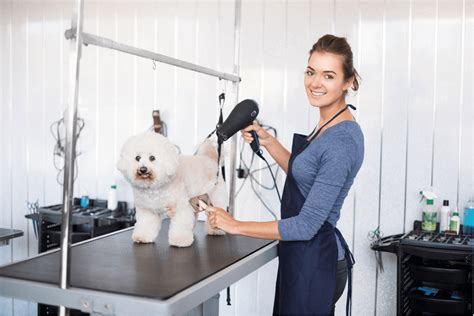 How Long Does It Take To Become A Dog Groomer?