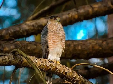 20 Cooper's Hawk Fun Facts (with Photos & Information) | Learn Bird Watching