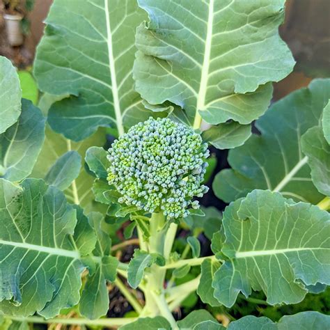 Organic Broccoli Seeds – Plantflix