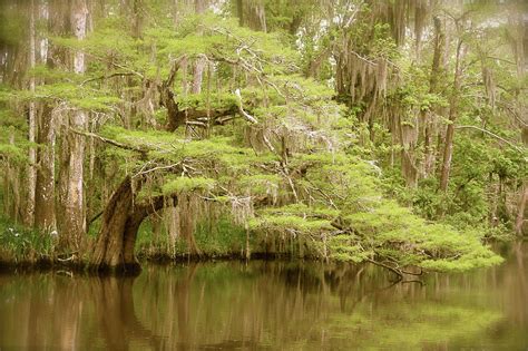 Cypress Tree Bayou Photograph by Jennifer Schaefer - Fine Art America