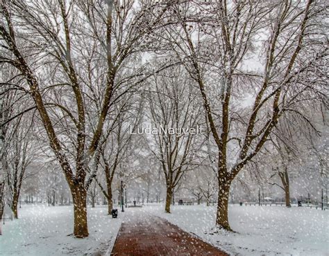 "Winter at Boston Common" by LudaNayvelt | Redbubble