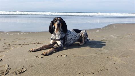 American Blue Gascon Hound vs Bluetick Hound: 5 Differences - IMP WORLD