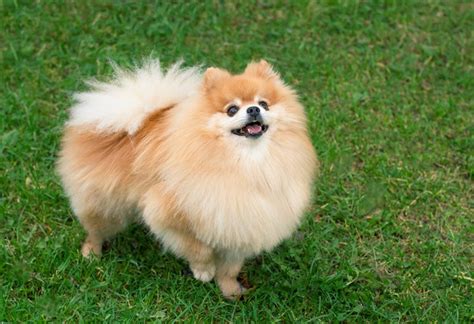 What Is The Price Of A Pomeranian Puppy In India