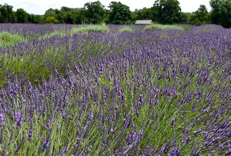 Visiting English Lavender Fields