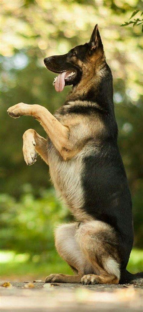 big dog sit pretty - Google Search | Shepherd puppies, German shepherd puppies, German shepherd dogs