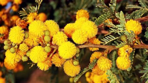 African Trees At Home in California | Garden America