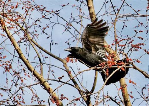 Fish Crow vs American Crow: How To Tell Them Apart - Bird Guidance