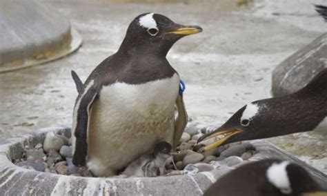 Gentoo penguin chicks hatch at Edinburgh Zoo - Scotland / News / The ...