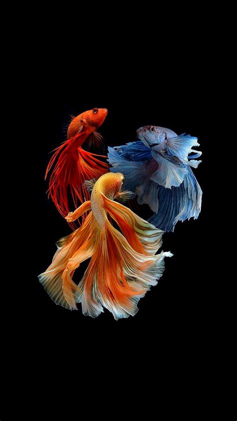 1920x1080px, 1080P free download | Fishes, blue, fish orange, red, HD ...