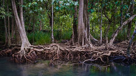 Mighty mangrove tree deserves more attention : Short Wave : NPR