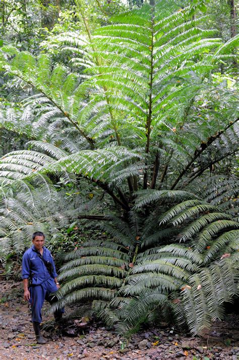 20+ Types of Fern in The World – The Facts and Description - Natgeos