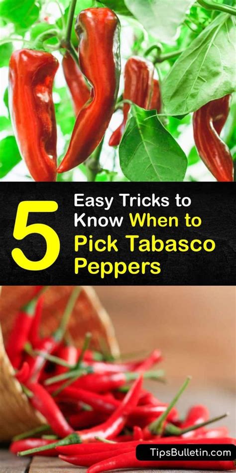 5 Easy Tricks to Know When to Pick Tabasco Peppers | Stuffed peppers, Tabasco pepper, Hot sauce ...