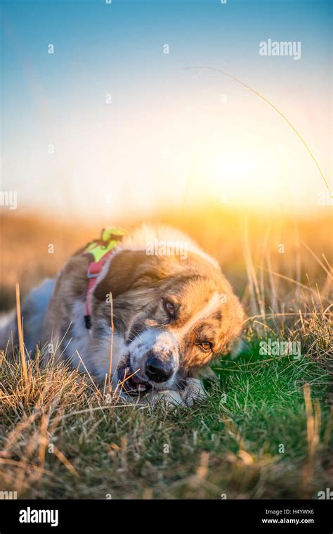 dog eating bone Stock Photo - Alamy