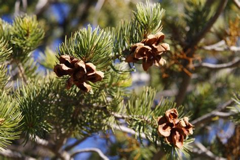 Piñon nuts are cherished in New Mexico. Thanks to climate change, they ...