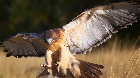 Red-tailed Hawk | San Diego Zoo Animals & Plants