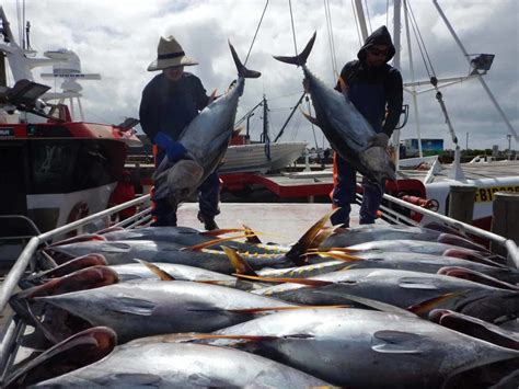 Southern Bluefin Tuna Fishery - Tuna Australia