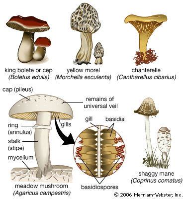 mushroom summary | Britannica