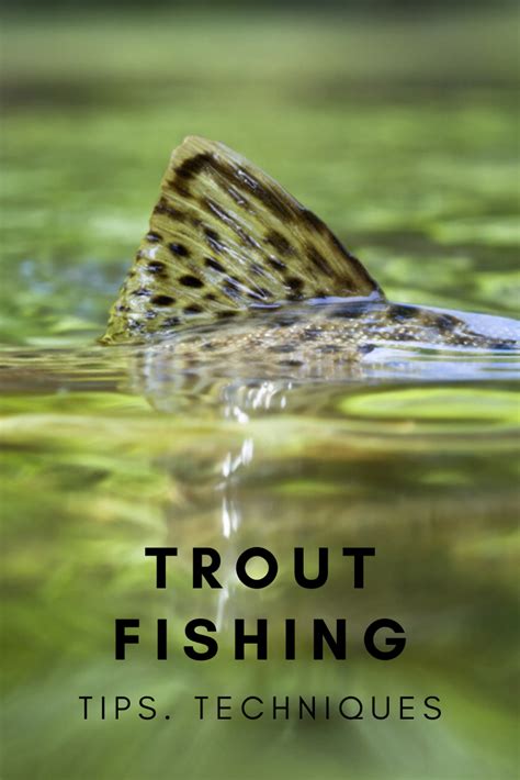 Trout fishing basics trout fishing tips and techniques for beginners ...