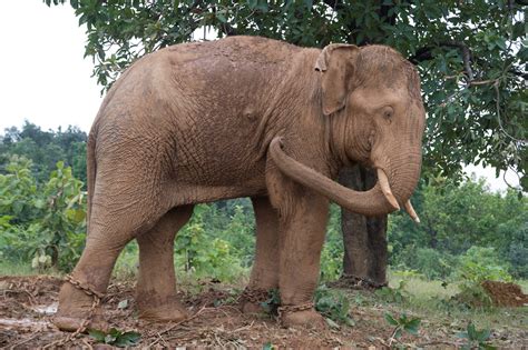 Wild elephants from Chhattisgarh move to Madhya Pradesh