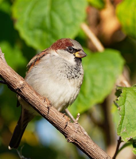 Male House Sparrow | BirdForum