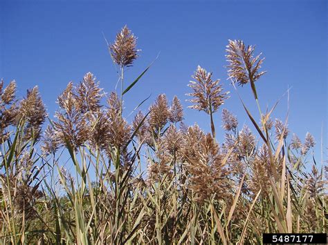 common reed (Phragmites australis)