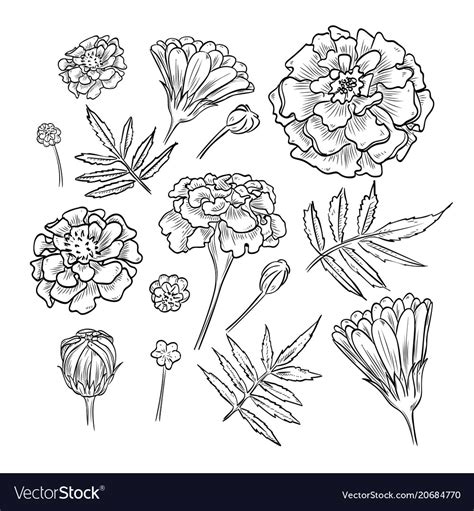 Hand drawn elegant marigold Royalty Free Vector Image | Marigold tattoo ...