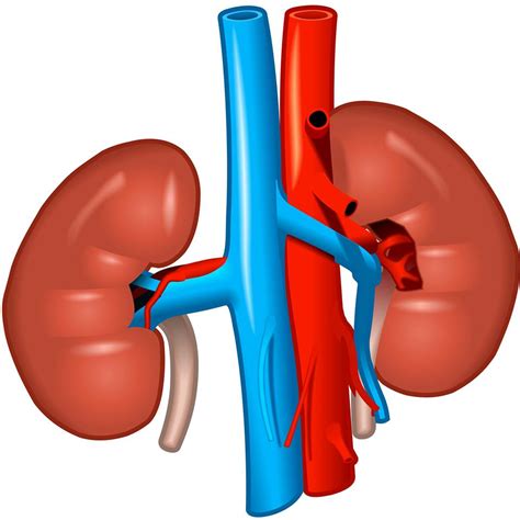 Kidney Clipart Free | Free download on ClipArtMag