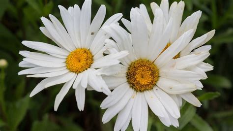 24 Gorgeous Types of Aster Flowers (#11 Is Wow)