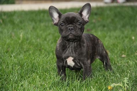 Lily - 8 weeks Black Brindle French Bulldog