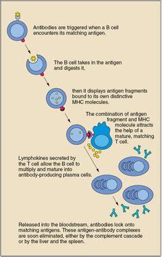 17 Immunology Diagrams ideas | immunology, anatomy and physiology, physiology