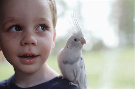 5 Common Mistakes to Avoid When Taking Care of a Cockatiel: Tips from Experts.