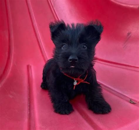 15 Adorable Photos Of Scottish Terrier Puppies With Pure Beauty - ilovedogscute.com