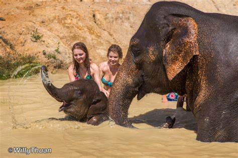 Elephant Jungle Sanctuary Phuket - PHUKET 101